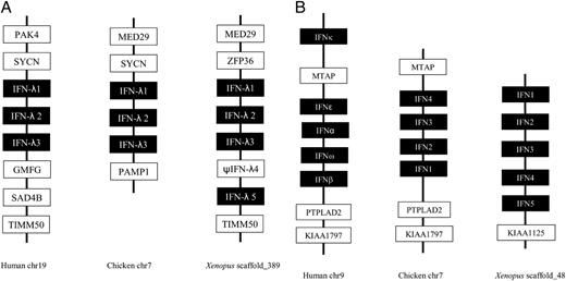 FIGURE 2. Gene synteny analysis of the type III (A) and I (B) gene loci in Xenopus, chickens, and humans. The gene names are cited from the human genome map (www.ncbi.nlm.nih.gov/projects/mapview/).