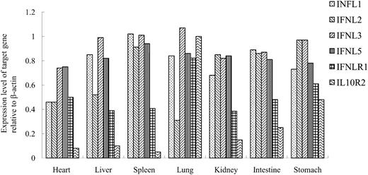 FIGURE 6. Tissue distribution of IFN-λs, IFN-λR1, and IL-10R2 expression in healthy Xenopus. The gene expression level was normalized against the housekeeping gene β-actin. The average of the expression data from three animals is shown.