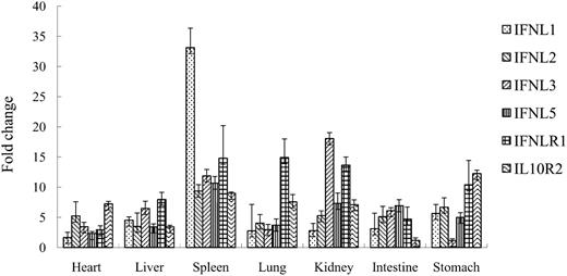 FIGURE 8. Expression of IFN-λs, IFN-λR1, and IL-10R2 in Xenopus tissues after stimulation in vivo with poly(I:C). Three animals were injected i.p. with poly(I:C) and 24 h later tissues were collected for RNA extraction. The gene expression level was normalized against the housekeeping gene β-actin and fold change of expression obtained by comparing the normalized expression of the experimental group with that of the control group. The mean of three independent experiments is shown and bars indicate the SEMs.