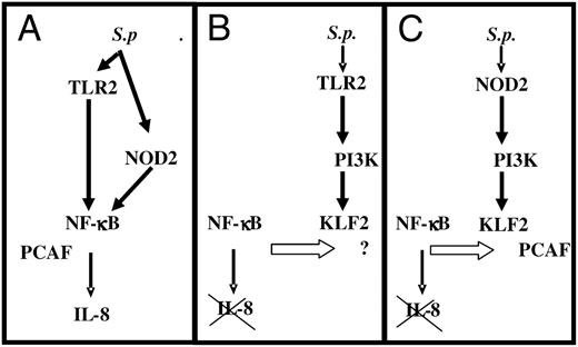 FIGURE 7. Schematic diagram of KLF2 interaction with NF-κB S.p induces TLR2- and NOD2-dependent NF-κB activation and IL-8 release. A, NF-κB activity seems to depend on PCAF acetylation. B and C, TLR2- and NOD2-related phosphorylation of PI3K results in pneumococci-dependent expression of KLF2, which counterregulates NF-κB activity and IL-8 release. However, KLF2-dependent abolishment of TLR2-initiated NF-κB activity cannot be overcome by overexpression of PCAF (B), in contrast to NOD2-triggered downregulation of NF-κB activity (C). S.p, S. pneumoniae.