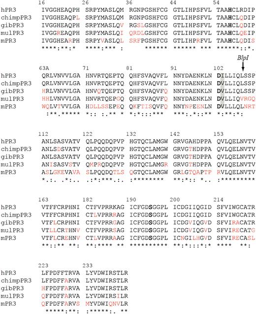 FIGURE 2. Amino acid sequence alignment of hPR3 with chimpanzee (P. troglodytes, chimpPR3), gibbon (H. pileatus, gibPR3), macaque (M. mulatta, mulPR3), and mouse (mPR3) homologs. Amino acid variations compared with hPR3 are indicated in red. The catalytic triad consisting of H57, D102, and S195 is shown in bold letters. The amino acid polymorphism V103I of hPR3 is marked by a gray background. Amino acids are numbered according to the chymotrypsinogen numbering. The BlpI restriction enzyme cleavage site for generation of the h/gPR3 and g/hPR3 chimeras is indicated (arrow). ChimpPR3 and mulPR3 sequences were obtained from genomic analysis and translation of the coding exons into amino acid sequences. The gibPR3 was amplified from granulocyte cDNA. The resulting PCR product was sequenced and translated into amino acids.
