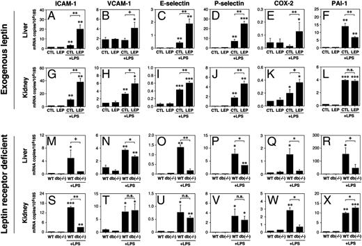 FIGURE 3. Effects of exogenous leptin on tissue mRNA levels of inflammatory and coagulation molecules in endotoxemic mice. Control-treated (5% BSA in PBS) mice, leptin-treated (LEP) mice, db/db mice, and age-matched littermates (WT) were injected i.p. or not with 16 mg/kg LPS. The results of quantitative real-time PCR analyses (mRNA copy number per 106 copies of 18S) of ICAM-1, VCAM-1, E-selectin, P-selectin, COX-2, and plasminogen activator inhibitor-1 in the liver (A–F) and kidney (G–L) of leptin- and control-treated mice and in the liver (M–R) and kidney (S–X) of leptin receptor-deficient mice and their littermates at 24 h after LPS administration. All data are mean ± SD of three independent experiments. *p < 0.05; **p < 0.001; ***p < 0.0001.
