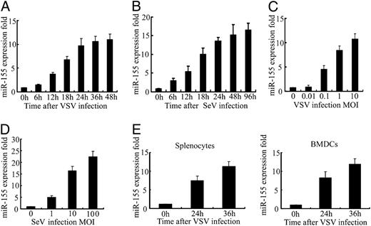 FIGURE 1. RNA virus infection induces significant upregulation of miR-155 in murine macrophages and dendritic cells. A and B, Murine peritoneal macrophages were infected with VSV at MOI 1 (A) or SeV at MOI 10 (B) for indicated time. Expressions of miR-155 was measured by quantitative RT-PCR and normalized to that of U6 in each sample. C and D, Murine peritoneal macrophages were infected with VSV (C) or SeV (D) at indicated MOI for 36 h. Expression of miR-155 was measured as in A. E, Murine splenocytes (left panel) and BMDCs (right panel) were infected with VSV at MOI 1 for indicated time, and miR-155 expression was measured as described in A. Data are shown as mean ± SD (n = 3) of one representative experiment. Similar results were obtained in three independent experiments. MOI, multiplicity of infection.