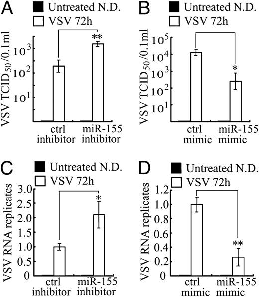 FIGURE 3. miR-155 attenuates VSV replication in macrophages. A and B, Murine peritoneal macrophages transfected with control inhibitor or miR-155 inhibitor (A) or with control mimic or miR-155 mimic (B) were infected by VSV at MOI 10 for 1 h and washed, then added with fresh medium. After 72 h, VSV TCID50 in cultural supernatants were measured. C and D, Murine peritoneal macrophages were treated as in A, and intracellular VSV RNA replicates were qualified using quantitative RT-PCR and normalized to that of β-actin in each sample. Data are shown as mean ± SD (n = 3) of one representative experiment. Similar results were obtained in three independent experiments. **p < 0.01; *p < 0.05. N.D., not detected.
