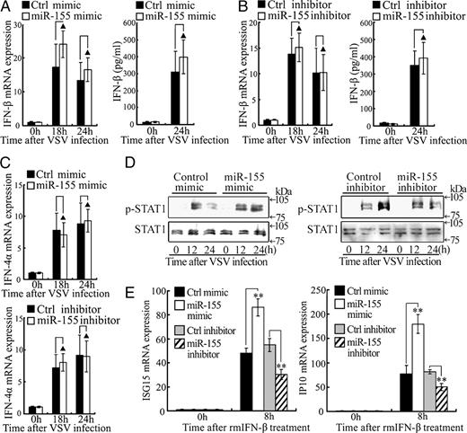 FIGURE 4. miR-155 promotes type I IFN signaling rather than enhances type I IFN production. A and B, A total of 0.5 ml 2 × 105 murine peritoneal macrophages were transfected with control mimic or miR-155 mimic (A) or control inhibitor or miR-155 inhibitor (B) as indicated. After 48 h, cells were infected by VSV at MOI 10 for indicated time. IFN-β mRNA expression (left panel) was measured by quantitative RT-PCR and normalized to that of β-actin in each sample. IFN-β in supernatants (right panel) was measured by ELISA. C, Murine peritoneal macrophages were transfected and infected as in A and B, and IFN-4α mRNA expression was measured as in A and B. D, Murine peritoneal macrophages were transfected as in A and B and then infected by VSV at MOI 10. Phosphorylated STAT1 was detected by immunoblot at the indicated time and total STAT1 as an input control. E, Macrophages were transfected as in A and B. After 48 h, recombinant murine IFN-β (100 U/ml) was added for indicated time, and ISG15 and IP-10 mRNA expression were measured as in A and B. Data are shown as mean ± SD (n = 3) of one representative experiment. Similar results were obtained in three independent experiments. **p < 0.01; ▲p > 0.05.