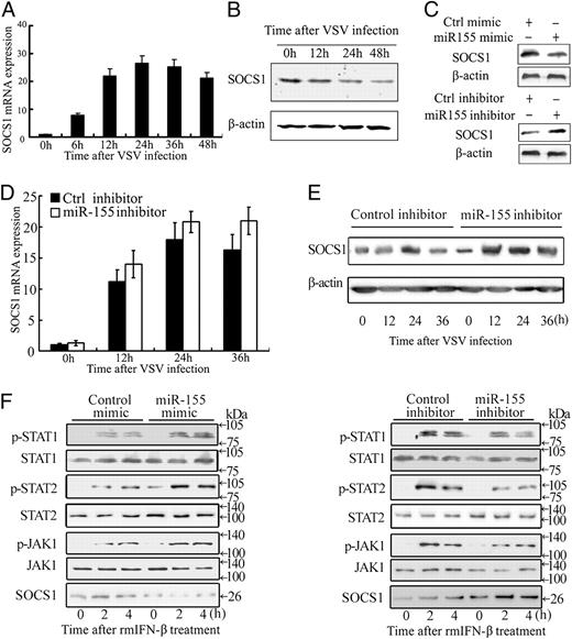 FIGURE 5. miR-155 targets murine SOCS1 in VSV-infected macrophages. A and B, Murine peritoneal macrophages were infected with VSV at MOI 10 for indicated time. SOCS1 mRNA expression was measured as in Fig. 4A (A), and SOCS1 protein level and β-actin were detected by immunoblot (B). C, Murine peritoneal macrophages were transfected with control mimic or miR-155 mimic (top panel), or control inhibitor or miR-155 inhibitor (bottom panel) as indicated. After 48 h, SOCS1 was detected by immunoblot as in B. D and E, Murine peritoneal macrophages were transfected with control inhibitor or miR-155 inhibitor as indicated; 12 h after transfection, cells were infected with VSV at MOI 10 for indicated time. SOCS1 mRNA expression was measured as in Fig. 4A (D), and SOCS1 protein level and β-actin were detected by immunoblot (E). F, Macrophages were transfected as in Fig. 4A and 4B. After 48 h, recombinant murine IFN-β (100 U/ml) was added, and SOCS1 and tyrosine phosphorylation of STAT1, STAT2, and JAK1 were detected by immunoblot at indicated time and total STAT1, STAT2, and JAK1 as input controls. Data are shown as mean ± SD (n = 3) of one representative experiment. Similar results were obtained in at least three independent experiments.