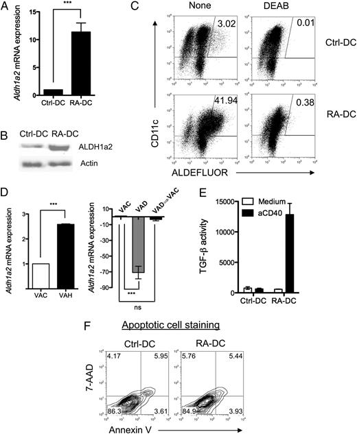 FIGURE 4. RA upregulates DC expression of functional ALDH1a2 and induces bioactive TGF-β production. A and B, Control BMDCs and day 3 RA-DCs were generated as described in Fig. 1, and their ALDH1a2 expression was determined by real-time PCR (A) or Western blot (B). C, ALDH activity of control BMDCs and day 3 RA-DCs with or without addition of inhibitor (DEAB) was assessed as described in Fig. 1A. D, Aldh1a2 expression of MLN-DCs isolated from VAC mice, VAH diet-fed mice, VAD mice, or mice fed with VAD diet then switched to regular diet (VAD → VAC) was determined by quantitative PCR. E, Control BMDCs and day 3 RA-DCs were stimulated with anti-CD40 agonist Ab for 24 h, and bioactive TGF-β production in the supernatants was determined by using the MFB-F11 reporter cell line and shown as reporter chemiluminescence units. F, Control BMDCs or day 3 RA-DCs were stained with 7-AAD and annexin V and analyzed by flow cytometry. Data are aggregate (A, D, E; mean ± SEM) or representative (B, C, F) of two (C, D, F) or at least three (A, B, E) experiments. ***p < 0.001. 7-AAD, 7-aminoactinomycin D.