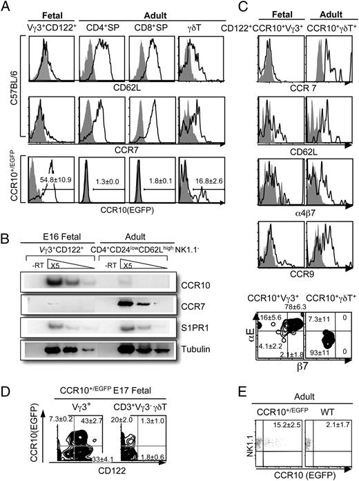 FIGURE 2. Differential expression of CCR10 and other homing molecules among positively selected fetal thymic Vγ3+ and other thymic T cell subsets. A, FACS analysis of CCR10 (EGFP), CD62L, and CCR7 expression on positively selected E16 fetal thymic Vγ3+ (n = 8) versus adult (n = 3) thymic CD4+, CD8+, or γδ T cells. The CCR10 (EGFP) analysis was on CCR10+/EGFP mice (n ≥ 4). B, Semiquantitative RT-PCR determination of CCR7, CCR10, and S1PR1 expression in mature E16 fetal thymic CD122+ Vγ3+ and adult thymic CD24lowCD62LhighNK1.1− CD4+ cells of C57BL/6 mice. The experiments were repeated twice. C, FACS analysis of α4β7, CCR9, CCR7, CD62L, αE, and β7 expression on CCR10 (EGFP)+ E16 fetal (n = 10) thymic Vγ3+ versus adult (n = 2) thymic γδT cells. D, Comparison of CCR10 (EGFP) and CD122 expression on E16 fetal thymic Vγ3+ versus Vγ3− γδT cells of CCR10+/EGFP mice. More than five mice were analyzed. E, Expression of CCR10 (EGFP) on the gated adult NK1.1+ CD3+ thymocytes. The experiments were repeated twice.