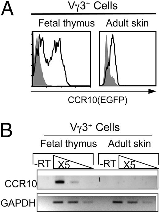 FIGURE 5. Regulated CCR10 expression in sIELs and their thymic precursors. A, FACS analysis of CCR10 (EGFP) expression on adult Vγ3+ sIELs and fetal thymic CD122+ Vγ3+ T cells of CCR10+/EGFP mice. B, Comparison of levels of CCR10 transcripts in adult sIELs and positively selected fetal thymic sIEL precursors. RNAs of purified adult Vγ3+ sIELs and E16 fetal thymic CD122+Vγ3+ cells of wild-type mice were analyzed by semiquantitative RT-PCR for CCR10 transcripts. The experiments were repeated twice.