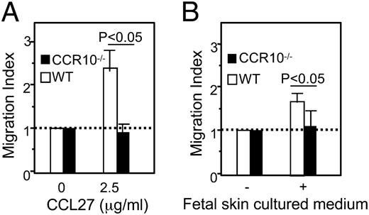FIGURE 7. Defective migration of CCR10EGFP/EGFP fetal thymic Vγ3+ cells toward CCL27 and skin in the in vitro chemotaxis assay. The migration index is calculated as the ratio of numbers of Vγ3+ cells migrating into the bottom chamber in the presence of CCL27 (A), conditioned medium of fetal skin culture (B) versus medium only. The experiments were repeated twice.