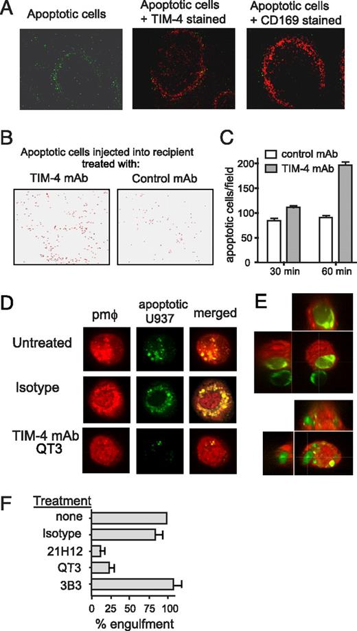 FIGURE 3. Blockade of TIM-4 delays clearance of apoptotic cells in vivo. A, CMFDA-labeled apoptotic thymocytes (green) were i.v. injected into WT BALB/c mice, and the spleen was examined 1 h after injection. Cryosections were stained with TIM-4 mAb (21H12) or with CD169 mAb (red). Images were acquired with a fluorescence microscope (original magnification ×200). B, WT BALB/c mice were treated with TIM-4 mAb or with control mAb 4 h prior to i.v. injection of CMFDA-labeled apoptotic thymocytes, and spleens were obtained 1 h later. A reverse-color image of microscope pictures is shown. C, Accumulation of CMFDA-labeled apoptotic thymocytes into spleen was quantified by counting 30 fields of 6-μm spleen sections from TIM-4 mAb- or control mAb-treated mice. D, CellTracker orange-labeled PMϕs (orange) were preincubated with TIM-4 mAb or isotype mAb for 15 min, followed by coculture with CMFDA-labeled apoptotic U937 cells (green) for 30 min before confocal microscopy imaging with a 100× objective. Images of single cells are shown. E, Images of two PMϕs are shown. Apoptotic U937 cells (green) were localized inside the PMϕs (orange) by the longitudinal (left panel) and perpendicular (upper right panel) trajectories of three-dimensional confocal sections. F, PMϕs were untreated or pretreated with TIM-4 mAbs (21H12 or QT3.14), TIM-1 mAb (3B3), or isotype control for 10 min, followed by coculture with CMFDA-labeled apoptotic thymocytes for 15 min. Cells were washed and analyzed for the presence of CMFDA-positive thymocytes in PMϕs by flow cytometry. Data are presented as percentage of engulfment compared with control.