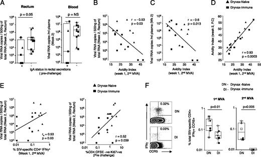 FIGURE 6. Non-CD8 T cell-mediated correlates for enhanced colorectal viral control. A, Comparison of levels of virus in the colorectal tissue and blood based on IgA positivity in rectal secretions prior to challenge. B and C, Correlation between avidity index after vaccination and viral load (B) in the rectum and (C) in blood. D, Correlation between avidity indices after vaccination and challenge. E, Correlation between SIV-specific IFN-γ–secreting CD4 T cells at 1 wk after the second MVA boost or SIV Gag-specific proliferating CD4 T cells 4 wk prior to SIV challenge and levels of colorectal virus at 2 wk postchallenge. F, Frequency of SIV Gag-specific CCR5+ CD4 T cells. On the left, representative FACS plots. Cells were gated on CD3+ and CD4+. Numbers on the graphs represent the frequency of CCR5+ cells as a percentage of total CD4 T cells. On the right, summary of CCR5+ CD4 T cells after first and second MVA boosts. Boxes represent medians with 25th and 75th percentiles for the group. Key to animal names is presented in Fig. 3B. DI, Dryvax-immune; DN, Dryvax-naive; rs, Spearman’s rank correlation.