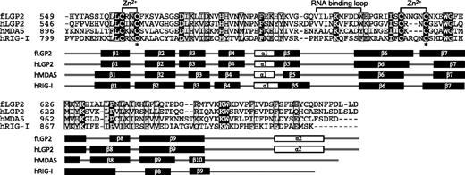 FIGURE 2. Secondary-structure prediction of the RDs in Japanese flounder LGP2 with human LGP2, MDA5, and RIG-I. The secondary structure elements of RD corresponded to the alignment in length. Amino acids conserved with the Japanese flounder LGP2 are indicated by black shading, and similar residues are indicated by gray shading. Locations of the Zn2+-binding motifs and RNA binding loop are marked above the alignment. Cysteine residues forming a disulfide-bond are indicated with asterisks under the alignment. In schematics of the secondary-structure, predicted β-sheet and α-helix structures are shown in black and white boxes, respectively.