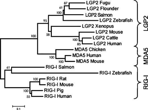 FIGURE 3. Phylogenic analysis of Japanese flounder LGP2 and other known LGP2, RIG-I, and MDA5. Neighbor-joining in the phylogenetic tree was generated from a ClustalX alignment and MEGA 4.0 software. Sequences for the following were used: fugu LGP2 (Ensembl number ENSTRUT00000040292); Japanese flounder (flounder) LGP2 (HM070372); Atlantic salmon (salmon) LGP2 (BT045378), Atlantic salmon (salmon) RIG-I (FN178459); zebrafish LGP2 (XM_001920601), zebrafish RIG-I (Ensembl number ENSDARP00000058175); African clawed toad (frog) LGP2 (NM_001092446); mouse LGP2 (EU371924), mouse MDA5 (NM_027835), mouse RIG-I (AY553221); cattle LGP2 (BC146128), from Bos taurus; human LGP2 (BC14949), human MDA5 (AF095844), human RIG-I (AF038963); chicken MDA5 (XM_422031), from Gallus gallus; rat RIG-I (NM_001106645), from Rattus norvegicus; pig RIG-I (NM_213804), from Sus scrofa.