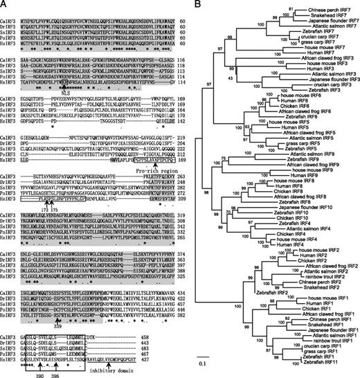 FIGURE 1. Identification of an IRF3 ortholog from crucian carp. A, Sequence alignment of crucian carp IRF3 and other homologs with Clustal W 1.8. DBD and IAD are shaded within the N terminus and C terminus, respectively. Bold letters denote the five conserved tryptopham (W). NES, NLS, Prorich region (PRO), serine-rich region, and inhibitory domain are indicated in human IRF3 by boxes or lines. Some important serine phosphorylation sites responsible for IRF3 activation are indicated by numbers. Identical (*) and similar (. and :) residues are indicated. B, Phylogenetic relationship of fish IRF3 with other vertebrate IRFs. A neighbor-joining tree was constructed based on an analysis of 66 IRF protein sequences using Clustal W 1.8. The accession numbers and sequences of IRF family members are shown in Supplemental Table 2. NLS, nuclear localization signal.