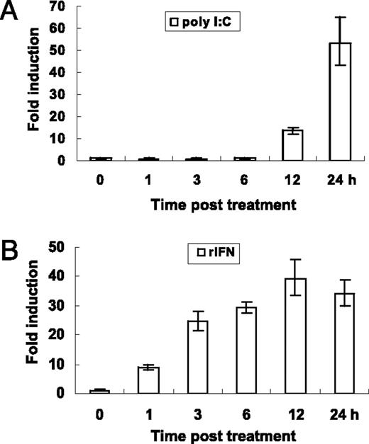 FIGURE 2. Real-time PCR detection of fish IRF3 mRNA in poly-IC- or rIFN-treated cells. CABs seeded in six-well plates were transfected with poly-IC (2 μg/ml; A) or treated with rIFN (5 ng/ml; B) and were sampled at the indicated times. The relative expression of IRF3 mRNA was detected by real-time PCR and normalized to the expression of β-actin and expressed as fold induction relative to the expression level in control cells that was set to 1. Error bars represent SDs obtained by measuring each sample in triplicate.