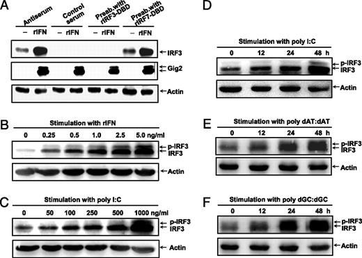 FIGURE 3. Induction of fish IRF3 proteins by various stimuli. A, Specificity of polyclonal anti-IRF3 antiserum. CABs seeded in six-well plates were treated with or without rIFN (10 ng/ml); 24 h later, the lysates were blotted with polyclonal anti-IRF3 antiserum (antiserum), normal rabbit serum (normal serum), polyclonal anti-IRF3 antiserum preabsorbed with GST-IRF3 fusion protein (Preab. with rIRF3-DBD) or with GST-IRF7 fusion protein (Preab. with rIRF7-DBD; upper panel), or polyclonal anti-Gig2 antiserum (middle panel) and anti-actin Ab as controls (lower panel). B–E, Induction of IRF3 protein by various stimuli. CABs seeded in six-well plates overnight were treated for 24 h with different doses of rIFN (B), transfected with different doses of poly-IC (C), or transfected for various time points with 1 μg/ml poly-IC (D), poly dAT:dAT (E), and poly dGC:dGC (F). Cells were then collected to detect IRF3 protein by Western blot analysis.