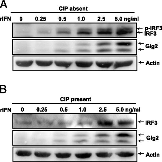 FIGURE 4. Phosphorylation of fish IRF3 by rIFN. CABs seeded in six-well plates were treated for 24 h with 500 μl rIFN at doses of 0, 0.25, 0.5, 1, 2.5, and 5 ng/ml. Whole-cell extracts (10 μg) were incubated for 40 min with (B) or without 10 U of CIP each sample (A), and then IRF3 protein was detected by Western blot analysis.