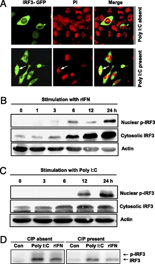 FIGURE 5. Cytoplasmic to nuclear translocation of fish IRF3 by poly-IC and rIFN. A, Subcellular localization of IRF3 tagged with GFP. CABs seeded in six-well plates were transiently transfected with IRF3-GFP for 24 h, followed by stimulation with or without poly-IC (100 μg/ml) for another 20 h, and then examined using a fluorescence microscope. Original magnification ×400. Propidium iodide staining shows the nuclei of cells. The arrow indicates nuclear retention of IRF3 in cells treated with poly-IC. B and C, Western blot analysis of IRF3 localization. CABs were transfected with poly-IC (1 μg/ml) or treated with rIFN (10 ng/ml). At indicated times, the treated cells were harvested for partitioning of the nucleus and cytoplasm following the standard procedure. The cytosolic and nuclear extracts were immunoblotted with polyclonal anti-IRF3 antiserum. D, Phosphorylation of fish IRF3. The equal amount of cytosolic and nuclear extracts from B and C at 0 h (control [Con]) and 24 h after stimulation (poly-IC and rIFN) was mixed, and the mixtures were treated with or without CIP (10 U) for 40 min at 37°C. The treated mixtures were detected for the different forms of IRF3 by Western blot analysis using polyclonal anti-IRF3 antiserum.