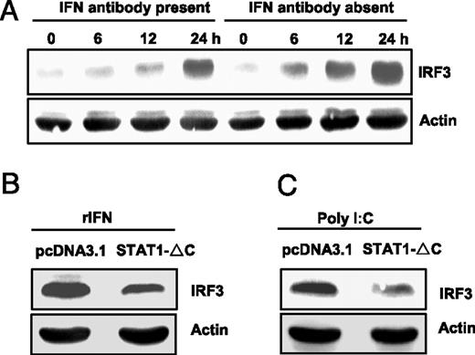 FIGURE 6. Poly-IC or rIFN induction of IRF3 through the Stat1 pathway. A, Blockade of poly-IC induction of IRF3 by polyclonal anti-IFN Ab. CABs seeded in six-well plates were transfected with poly-IC (1 μg/ml) in the presence or absence of polyclonal anti-IFN Ab (100 ng/ml). At the indicated times, the transfected cells were harvested for detection of IRF3 protein by Western blot analysis. B and C, Involvement of the Stat1 pathway in IRF3 induction. CABs stably transfected with pcDNA3.1 or STAT1-ΔC were treated with 5 ng/ml rIFN (B) or transfected with 1 μg/ml poly-IC (C) for 10 h, and then harvested for detection of IRF3 protein by Western blot analysis.