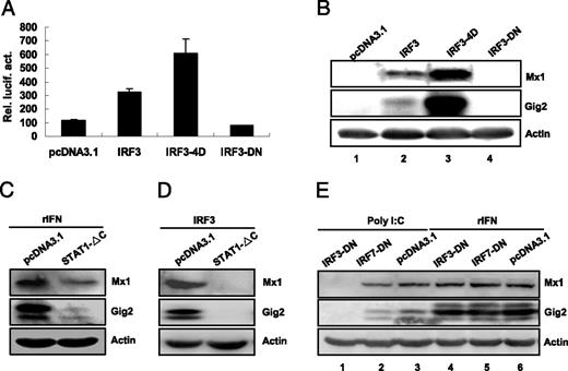 FIGURE 8. Induction of ISG reporter genes Mx1 and Gig2 by IRF3. A, CABs seeded in 24-well plates were cotransfected with 0.25 μg ISRE-luc and 0.25 μg IRF3, IRF3-4D, or IRF3-DN, or pcDNA3.1. 0.025 μg pRL-TK was transfected as an internal control. Forty-eight hours later, the cells were harvested for detection of luciferase activity. B, CABs seeded in six-well plates were transfected with the indicated plasmids (1.6 μg each) and harvested at 48 h after transfection. Next, the whole-cell lysates were prepared for detection of Mx1 and Gig2 protein by Western blot analysis. C and D, CABs seeded in 6-well plates were transfected as in B with pcDNA3.1 or STAT1-ΔC. Twenty-four hours later, the transfected cells were treated with 5 ng/ml rIFN (C) for 10h or transfected again with 1 μg/ml IRF3 (D) for 40h. Next, the whole cell lysates were prepared for detection of Mx1 and Gig2 protein by Western blot analysis. E, CABs seeded in six-well plates were transfected as in B with the indicated plasmids (1.6 μg each). Twenty-four hours later, the transfected cells were treated with 100 μg/ml poly-IC as extracellular dsRNA, or 10ng/ml rIFN for 24h. Then the whole cell lysates were prepared for detection of Mx1 and Gig2 protein by Western blot analysis.