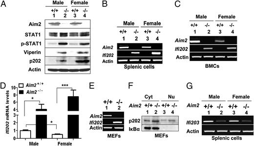 FIGURE 1. Aim2 deficiency stimulates Ifi202 expression. A, Total cell lysates were prepared from splenocytes isolated from wild-type (lanes 1 and 3) and age-matched Aim2-deficient (lanes 2 and 4) male (lanes 1 and 2) or female (lanes 3 and 4) mice (age ∼4 wk). Extracts containing equal amounts of proteins were analyzed by immunoblotting using Abs specific to the indicated proteins. B, Total RNA was prepared from splenocytes isolated from wild-type and age-matched Aim2-deficient male or female mice (age ∼5 wk). Steady-state levels of Aim2 and Ifi202 mRNA were analyzed by semiquantitative PCR using a pair of primers specific to the indicated gene. C, Total RNA was prepared from BMCs isolated from wild-type and age-matched Aim2-deficient male or female mice (age ∼5 wk). Steady-state levels of Aim2 and Ifi202 mRNA were analyzed by semiquantitative PCR as described in B. D, Total RNA isolated from BMCs from wild-type and age-matched Aim2-deficient male or female mice (age ∼5 wk) was analyzed by quantitative TaqMan real-time PCR using the assay specific to the Ifi202 gene. The ratio of the test gene to β2-microglobulin mRNA was calculated in units (one unit being the ratio of the test gene to β2-microglobulin mRNA). The relative steady-state levels of Aim2 or Ifi202 mRNA in male wild-type mice are indicated as 1. Results are mean values of triplicate experiments, and error bars represent SD. *p < 0.05; ***p < 0.001. E, Total RNA was prepared from MEFs isolated from wild-type and Aim2-deficient embryo. Steady-state levels of Aim2 and Ifi202 mRNA were analyzed by semiquantitative PCR using a pair of primers specific to the indicated gene. F, MEFs isolated from wild-type and Aim2-deficient embryos were fractionated into the cytoplasmic (Cyt) and nuclear (Nu) fractions, and fractions containing equal amounts of proteins were analyzed by immunoblotting using specific Abs to p202 protein and the cytoplasmic IκBα protein, which served as a quality control for the fractionations. G, Total RNA, which was isolated as described in B, was analyzed for steady-state levels of the Ifi203 mRNA by semiquantitative PCR using a pair of specific primers.