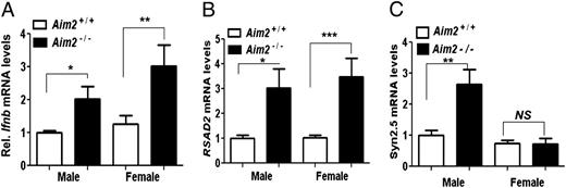 FIGURE 2. Aim2 expression is inversely correlated with the expression of IFN-β and the IFN-inducible genes. Total RNA isolated from splenocytes from wild-type and age-matched Aim2-deficient male or female mice (age ∼5 wk) was analyzed by quantitative TaqMan real-time PCR using the assay specific to the Ifnb (A), Rsad2 (B), or Syn2,5 (C) gene. The ratio of the test gene to β2-microglobulin mRNA was calculated in units (one unit being the ratio of test gene to β2-microglobulin mRNA). The relative levels of the Ifnb (A), Rsad2 (B), or Syn2,5 (C) mRNA in the wild-type male mice are indicated as 1. Results are mean values of triplicate experiments, and error bars represent SD. *p < 0.05; **p < 0.01; ***p < 0.001.