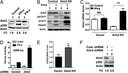 FIGURE 3. Knockdown of Aim2 expression in J774.A1 cells potentiates the activating phosphorylation of STAT1 and the expression of IFN-inducible proteins. A, Subconfluent cultures of J774.A1 cells were either left untreated (control) or treated with IFN-α (1000 U/ml for 14 h) or IFN-γ (10 ng/ml for 14 h). After the treatment, total cell extracts containing equal amounts of proteins were analyzed by immunoblotting using specific Abs to the indicated proteins. B, J774.A1 cells were either infected with lentivirus expressing control shRNA (lanes 1 and 2) or shAim2 RNA (lanes 3 and 4), and cells were selected in puromycin for a week. Puromycin-resistant colonies were pooled and allowed to grow without the drug for 3 d. Total cell lysates prepared from cells either left untreated (control; lanes 1 and 3) or treated with IFN-β (lanes 2 and 4) for 18 h were analyzed by immunoblotting using Abs specific to the indicated proteins. C, J774.A1 cells stably infected with control lentivirus (Vector) or shAim2 lentivirus (Aim2 KD) were either left untreated or treated with IFN-β for 18 h. After the treatment, total RNA was analyzed by quantitative TaqMan real-time PCR using the assay specific to the Aim2 gene. The ratio of the test gene to β2-microglobulin mRNA was calculated in units (one unit being the ratio of the test gene to β2-microglobulin mRNA). The relative steady-state levels of Aim2 mRNA in vector-untreated cells are indicated as 1. Results are mean values of triplicate experiments, and error bars represent SD. **p < 0.005. D, Subconfluent cultures of J774.A1 cells (control or shAim2 RNA), as described in A, were transfected with the ISRE-luc reporter plasmid (2.5 μg) along with pRL-TK (0.5 μg) reporter plasmid using FuGENE 6 transfection reagent. Twenty-four hours after transfections, cells were either left untreated or treated with IFN-β for 18 h. Forty to Forty-five hours after transfections, cells were processed for dual luciferase activity. E, Total RNA from stably infected with control lentivirus (Vector) or shAim2 lentivirus (Aim2 KD) J774.A1 cells was analyzed by quantitative TaqMan real-time PCR using the assay specific to the Ifi202 gene. The ratio of the test gene to β2-microglobulin mRNA was calculated in units as described in C. The relative steady-state levels of Ifi202 mRNA in vector cells are indicated as 1. Results are mean values of triplicate experiments, and error bars represent SD. *p < 0.05. F, Extracts described in B were analyzed for levels of the p202 protein by immunoblotting. FC, fold change in the p202 protein levels.