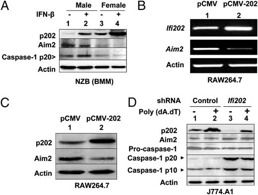 FIGURE 5. Expression levels of p202 protein are inversely correlated with the activation of caspase-1. A, Purified BMDMs from NZB males (lanes 1 and 2) or age-matched females (lanes 3 and 4) (age ∼12 wk) were either left untreated (lanes 1 and 3) or treated with IFN-β (lanes 2 and 4) for 15 h in the culture medium (supplemented with GM-CSF). After the treatment, total cell lysates containing equal amounts of protein were analyzed by immunoblotting using Abs specific to the indicated proteins. Levels of the cleaved procaspase-1 (the p20) were detected in total cell lysates as described previously (21). B, Total RNA isolated from RAW264.7 cells either stably transfected with a control vector (pCMV) or a plasmid (pCMV-202) that allowed the expression of the Ifi202 gene was analyzed by semiquantitative PCR using a pair of primers specific to the indicated gene. C, Total cell lysates prepared from RAW264.7 cells either stably transfected with pCMV plasmid or the pCMV-202 plasmid were analyzed by immunoblotting using Abs specific to the indicated proteins. D, J774.A1 cells were either infected with lentivirus expressing control shRNA (lanes 1 and 2) or shIfi202 RNA (lanes 3 and 4), and cells were selected in puromycin for a week. Puromycin-resistant cells were pooled and allowed to grow without drug for 3 d. Total cell lysates prepared from cells either left untreated (control; lanes 1 and 3) or transfected with synthetic DNA poly (dA.dT) (lanes 2 and 4) and incubated for 18 h were analyzed by immunoblotting using Abs specific to the indicated proteins.