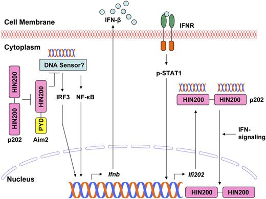 FIGURE 6. Proposed role of Aim2 protein in cytosolic DNA-induced regulation of type I IFN responses and the expression of the IFN-inducible genes.
