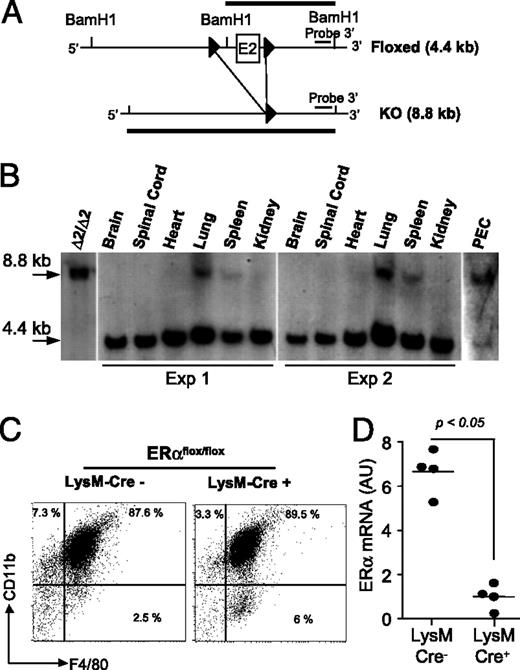 FIGURE 5. Evidence for efficient deletion of ERα-floxed allele in macrophages from LysM-Cre+ERαflox/flox mice. A, Restriction map of the floxed ERαL2/L2 targeting construct and the Cre-generated deletion allele. The Cre-mediated deletion event eliminates both the exon 2 of ERα and the additional BamHI site inserted together with the 5′ LoxP site. BamHI-digested DNA was hybridized with a specific DNA probe located downstream from the exon 2 as indicated; 8.8- and 4.4-kb bands represent the deleted allele (KO) and the targeted allele (Floxed), respectively. B, Southern blot analysis of genomic tail DNA and DNA obtained from various tissues of LysM-Cre+ERαflox/flox mice as indicated. C, PECs were used as a source of macrophages and were obtained from mice injected i.p. 4 d before with 1 ml 3% TGC. PECs were incubated on tissue culture plates, and adherent cells were recovered and stained with CD11b and F4/80 mAbs for flow cytometry analysis. D, RNA was isolated from purified macrophages and reverse transcribed. Real-time PCR analysis of ERα transcripts was then performed and normalized to hypoxanthine phosphoribosyltransferase transcripts abundance analyzed in parallel. KO, knockout; PECs, peritoneal exudate cells.
