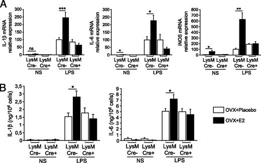FIGURE 6. Proinflammatory effect of E2 is abolished in TGC-elicited macrophages from LysM-Cre+ERαflox/flox mice. TGC-elicited peritoneal macrophages from OVX mice treated with placebo or E2 were stimulated by LPS to analyze the expression of proinflammatory cytokines and iNOS expression by quantitative real-time PCR or ELISA. A, TGC-elicited macrophages were stimulated 4 h in presence of LPS (20 ng/ml) to quantify the mRNA amount of IL-1β, IL-6, and iNOS. Results are normalized according to GAPDH mRNA level, referring to results obtained from TGC-elicited peritoneal macrophages from placebo-treated LysM-Cre-ERαflox/flox mice group. Results are expressed as means ± SEM from an experiment; four to five mice per group. B, TGC-elicited peritoneal macrophages were stimulated 24 h in presence of LPS (20 ng/ml) to quantify IL-1β and IL-6 in supernatants by specific ELISA. Results are expressed as means ± SEM from an experiment; four to five mice per group. *p < 0.05; **p < 0.005; ***p < 0.001.
