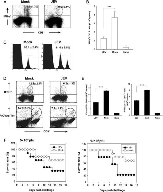 FIGURE 1. JEV-infected animals show subverted CD8+ T cell responses. A, CD8+ T cells producing IFN-γ in response to the immunodominant epitope (gB498-505, SSIEFARL) of HSV-1. C57BL/6 mice infected with JEV Beijing-1 (103 TCID50) were immunized with HSV-1 KOS (106 PFU/mouse) 7 d p.i. Fourteen days after immunization, mice were reinjected with HSV-1 for recall responses, and the Ag-specific CD8+ T cells were determined by intracellular cytokine IFN-γ staining 5 d later. The dot plot represents one of four mice per group, and the percentages seen in the upper right quadrant represent the mean ± SD from four mice per group. B, Total numbers of IFN-γ–producing CD8+ T cells in spleen after SSIEFARL peptide stimulation. Data show the mean ± SD of four mice per group. C, Suppressed in vivo CTL killing activity of Ag-specific CD8+ T cells in JEV-infected mice. JEV- and mock-infected mice were immunized with VVgB 7 d post-JEV infection, and the activity of in vivo CTL was assessed 14 d later. The value shown in each representative plot represents the mean ± SD of specific lysis (%) observed from three mice per group. D, Frequency of CD8+ T cells specific for OVA257–264 (SIINFEKL) peptide. C57BL/6 mice infected with JEV were immunized with VVova 7 d p.i. and then reinjected with same VVova on day 14. The SIINFEKL-specific CD8+ T cells were determined using intracellular IFN-γ and Kb/OVAp tetramer (Kb/OVAp-Tet) staining 5 d later. The dot plot represents one of four mice per group. The percentages seen in the upper right quadrant represent the mean ± SD of four mice per group. E, Total numbers of SIINFEKL-specific CD8+ T cells determined by intracellular IFN-γ and Kb/OVAp tetramer staining. Data show the mean ± SD of four mice per group. F, Susceptibility of JEV-infected mice against zosteriform infection of HSV-1. C57BL/6 mice (n = 7) were challenged with zosteriform of HSV-1 17 strain 7 d after being infected i.p. with JEV. The graphs show the proportion of surviving mice on different days postchallenge.