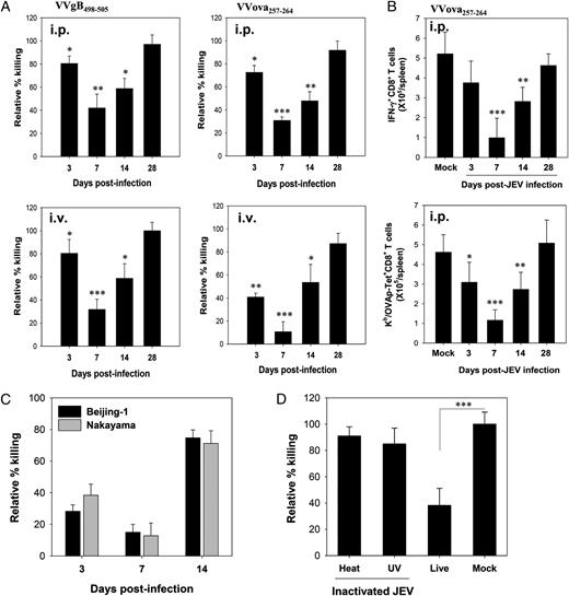 FIGURE 2. The subversion of JEV-induced CD8+ T cell responses is transient and correlated with the in vivo multiplication of the virus. A, The subversion of JEV-induced in vivo CTL killing is transient. After infecting C57BL/6 mice with JEV (103 TCID50) via different routes (i.p. or i.v.), the infected mice were immunized with either VVgB498–505 or VVova257–264 on the indicated days post-JEV infection (3, 7, 14, and 28 d). The in vivo CTL killing activities of CD8+ T cells specific for SIINFEKL and SSIEFARL epitopes were measured 14 d postimmunization. The results are expressed as percentage of killing relative to the control group. Each bar represents the mean ± SD from three mice per group. B, Total number of SIINFEKL-specific CD8+ T cells in spleen of mice immunized with VVova257–264 at different days post-JEV infection. Data show the mean ± SD from three mice per group. C, The suppression of in vivo CTL killing activity depending on different strains of JEV. After infecting C57BL/6 mice (n = 3) with two different JEV strains (Beijing-1 and Nakayama, 103 TCID50), the mice were immunized with VVova on the indicated days post-JEV infection (3, 7, and 14 d), and the in vivo CTL activity was measured 14 d after immunization. The results are expressed as percentage of killing relative to the control group. Each bar represents the mean ± SD of three mice per group. D, Viral multiplication is necessary to induce the suppression of CD8+ T cell responses. C57BL/6 mice (n = 3) infected with live JEV Beijing-1 (103 TCID50), equivalent ultraviolet-inactivated (30-min irradiation), or heat-inactivated (heating at 95°C for 5 min) virus were immunized with VVova 7 d p.i., and the in vivo CTL killing activity specific for SIINFEKL epitope was measured 14 d after immunization. The results are expressed as percentage of killing relative to the control group. Each bar represents the mean ± SD of three mice per group. *p < 0.05; **p < 0.01; ***p < 0.001 compared with the mock-infected group.