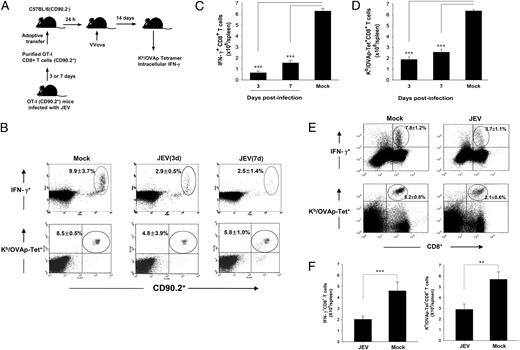 FIGURE 3. CD8+ T cells obtained from JEV-infected mice show impaired responses. A, Graphical representation of the experimental design. B, SIINFEKL-specific CD8+ T cells determined by intracellular IFN-γ and Kb/OVAp tetramer staining. The control included isotype control Ab-stained samples (data not shown). The dot plot shows one of three mice per group after gating on CD8+ T cells. The percentages seen in the gated circle represent the mean ± SD of three mice per group. C and D, Total numbers of IFN-γ+CD8+ T cells (C) and Kb/OVAp-Tet–positive CD8+ T cells (D) in the spleen. Each bar shows the mean ± SD of three mice per group. E, Impaired responses of CD8+ T cells purified from JEV-infected mice after immunization with SIINFEKL-pulsed DCs. C57BL/6 mice that received CD8+ T cells purified from JEV-infected OT-I mice were immunized with SIINFEKL-pulsed DCs (105 cells/mouse). Fourteen days after DC immunization, the SIINFEKL-specific CD8+ T cells were identified by intracellular cytokine IFN-γ and Kb/OVAp tetramer staining. The dot plot represents one of four mice per group, and the percentages seen in the upper right quadrant represent the mean ± SD of four mice per group. F, Total numbers of SIINFEKL-specific CD8+ T cells in the recipients after immunization with peptide-pulsed DCs. Data show the mean ± SD of four mice per group. **p < 0.01; ***p < 0.001 when compared with the indicated group.