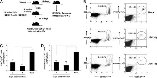 FIGURE 4. The Ag-presenting machinery of JEV-infected mice is defective. A, Graphical representation of the experimental design. B, SIINFEKL-specific CD8+ T cells determined by intracellular IFN-γ and Kb/OVAp tetramer staining. The control included isotype control Ab-stained samples (data not shown). The dot plot shows one representative of three mice per group after gating on CD8+ T cells. The percentages seen in the gated circle represent the mean ± SD of three mice per group. C and D, Total numbers of IFN-γ+CD8+ T cells (C) and Kb/OVAp-Tet–positive CD8+ T cells (D) in the spleen. Each bar shows the mean ± SD of three mice per group. **p < 0.01; ***p < 0.001 compared with the indicated group.