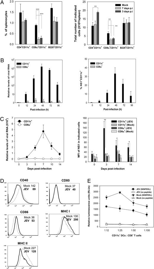 FIGURE 5. Skewed proportion of splenic DC subtypes in JEV-infected mice. A, Splenocytes of JEV-infected mice were stained with the appropriate Ab mixtures (CD3/CD4/CD11c, CD3/CD8/CD11c, CD3/CD11c/B220) on the indicated days p.i. The percentage (left) and total number (right) of indicated DC subtypes in splenocytes are shown. Data represent the mean ± SD of four mice per group after gating on CD3-negative cells. B, Permissiveness of CD11c+ DCs and CD8+ T cells for JEV replication. Purified CD11c+ DCs and CD8+ T cells were infected with JEV Beijing-1 (5 × 105 TCID50/ml), after which viral replications were observed by JEV-specific real-time PCR (left) and flow cytometric analysis (right) using mAb specific for NS1 protein at the indicated times. Data represent the mean ± SD of four individual experiments. C, In vivo kinetics of viral replication in splenic CD11c+ DCs and CD8+ T cells of JEV-infected mice. CD11c+ and CD8+ T cells were purified from JEV-infected mice (n = 4) at the indicated times and used to determine viral replication. Viral replication was estimated by JEV-specific real-time PCR (left) and flow cytometric analysis (right) using mAb against NS1 protein. The viral RNA load was expressed as the mean ± SD of viral RNA levels relative to those in naive mice, and the relative MFI levels ± SD of NS1 in cells gated on CD11c+ and CD8+ cells are shown. D, Activation-associated phenotypic changes in the splenic DC subset obtained from JEV-infected mice. The splenocytes of mice infected with JEV were prepared by digestion with collagenase 7 d p.i., after which they were used to stain the surface activation markers. The relative MFI levels of the indicated phenotypic marker are shown after gating on CD3−CD8α+CD11c+ cells from four mice per group. E, CD11c+ DCs obtained from JEV-infected mice have a reduced capability to stimulate CD8+ T cells. The purified CD8+ T cells of VVova257–264-immunized mice were expanded in vitro with CD11c+ DCs purified from JEV-infected mice in the presence of the SIINFEKL peptide. CD8+ T cell proliferation was assessed by a viable cell ATP bioluminescence assay following 72 h of incubation. The mean ± SD of RLUs from wells evaluated in quadruplicate is shown. *p < 0.05; **p < 0.01; ***p < 0.001 compared with the indicated group. MFI, mean fluorescence intensity.