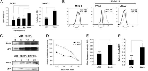 FIGURE 6. Impairment of MHC class I-restricted Ag presentation of JEV-infected DCs. A, Inhibition of MHC class I-restricted Ag presentation. β-galactosidase activity in B3Z cells was determined following activation by bmDCs and DC2.4 cells that were previously infected with JEV and pulsed with VVova (5 multiplicity of infection) at the indicated time points p.i. (24, 48, and 72 h). Data represent the mean OD value ± SD of wells evaluated in quadruplicate. B, The levels of MHC class I and SIINFEKL–H-2Kb complexes on the surface of mock- and JEV-infected bmDCs. After pulsing JEV-infected bmDCs with VVova or transfecting with pCIova plasmid DNA expressing OVA, bmDCs were stained with MHC I and 25-D1.16 Abs (following 8 h for VVova and 24 h for pCIova). The expression levels were assessed by three-colored flow cytometry (expressed as the average MFI of three individual experiments) after gating on CD8α+CD11c+ cells. The histograms represent one of three individual experiments. C, The endogenous expression of MHC class I (H-2Kb) and the complex of MHC class I (H-2Kb) plus SIINFEKL peptide. The expression of H-2Kb and SIIFEKL–H-2Kb complexes was determined by immunoprecipitation and Western blot at different time points (0, 6, 12, and 24 h) after pulsing JEV-infected DCs with VVova. D, Proliferation of Ag-specific CD8+ T cells with JEV-infected bmDCs. The purified CD8+ T cells from VVova257–264-immunized mice were expanded in vitro by JEV- and mock-infected bmDCs that were pulsed with VVova. CD8+ T cell proliferation was assessed by a viable cell ATP bioluminescence assay following 72 h of incubation. The mean ± SD of RLUs from wells evaluated in quadruplicate is shown. E, In vivo expression of SIINFEKL–H-2Kb complexes on splenic DCs. JEV-infected C57BL/6 mice were injected i.v. with VVova 7 d p.i. Following 3 d, the levels of SIINFEKL + H-2Kb complex were assessed by four-colored flow cytometry after staining splenocytes with 25-D1.16 Ab. The mean MFI ± SD levels on CD3−CD8α+CD11c+ DCs from three mice per group are shown. F, β-galactosidase activity in B2Z cells stimulated by CD11c+ DCs purified from JEV-infected mice. CD11c+ DCs were purified from JEV-infected mice following i.v. injection of VVova, after which they were used to stimulate the B3Z cells. Data represent the mean OD value ± SD of wells evaluated in quadruplicate. *p < 0.05; **p < 0.01; ***p < 0.001 compared with the indicated group. MFI, mean fluorescence intensity.