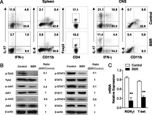 FIGURE 3. Reduction of Th1 and Th17 cells by BBR through inhibition of the JAK/STAT pathway. A, The percentage of Th1/Th17 cells and regulatory T cells in the CD4 subset, as well as IL-6–secreting APCs, was analyzed by FACS through intracellular staining of IFN-γ, IL-17, Foxp3, and IL-6 in MNCs derived from spleen or CNS of BBR-treated or control EAE mice at day 18 postimmunization (treatment protocol), following restimulation with MOG35–55 peptide for 24 h. B, Splenocytes from BBR-treated or control EAE mice at day 18 postimmunization were restimulated with MOG35–55 peptide for 24 h. CD4+ T cell blasts were analyzed by immunoblotting for the expression or phosphorylation of indicated proteins in the JAK/STAT pathway. C, The same CD4+ T cell preparations were analyzed for the mRNA abundance of RORγt and T-bet by real-time PCR. Data are representative of three independent experiments with similar results. **p < 0.01.