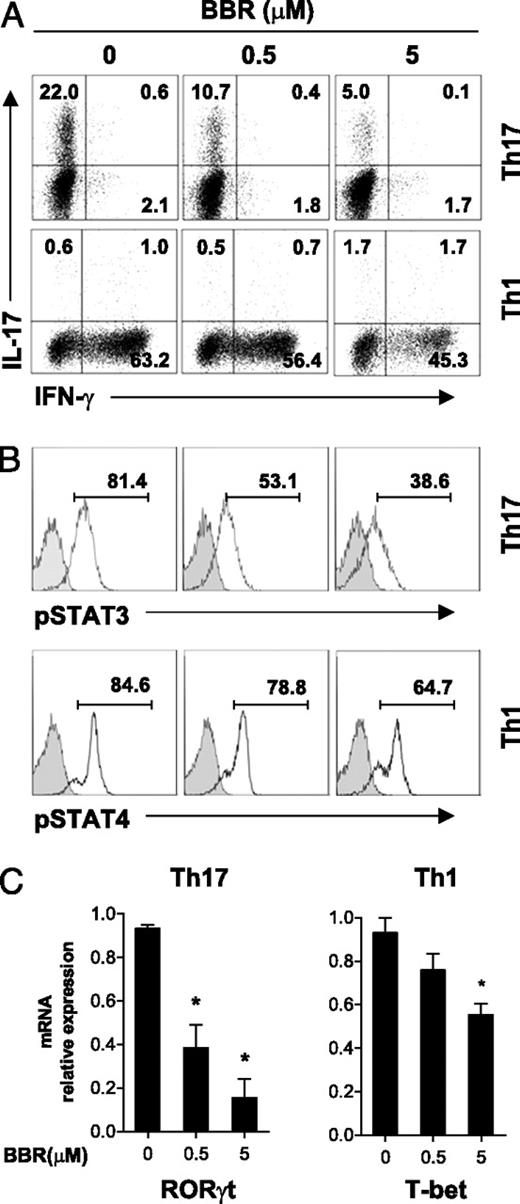 FIGURE 4. Role of BBR in Th1 and Th17 cell differentiation. Naive CD4+ cells were differentiated into Th1 or Th17 cells in the presence of different concentrations of BBR in vitro. A, The percentage of Th1 and Th17 cells in the CD4 subset was analyzed by intracellular staining of IFN-γ and IL-17, respectively. B, The phosphorylation of STAT3 and STAT4 in the aforementioned Th17 and Th1 cells was determined by flow cytometry. C, The mRNA abundance of RORγt and T-bet in these CD4+ T cells was analyzed by real-time PCR. Data are representative of two independent experiments. *p < 0.05.