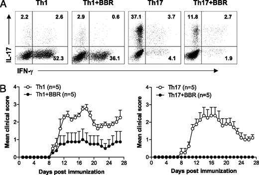 FIGURE 5. Role of BBR in Th1 and Th17 cell function. A, Purified CD4+ splenocytes were derived from 2D2 EAE mice at day 12 postimmunization and polarized in Th1 or Th17 conditions in the presence or absence of BBR for 3 d. The resulting cells were analyzed for the percentage of Th1 and Th17 cells by flow cytometry. B, These T cell populations were adoptively transferred into lightly irradiated (400 rad) C57BL/6 recipients (6 × 106 per mouse). Mice were observed daily for EAE severity. Data are expressed as mean clinical scores ± SEM (n = 5).