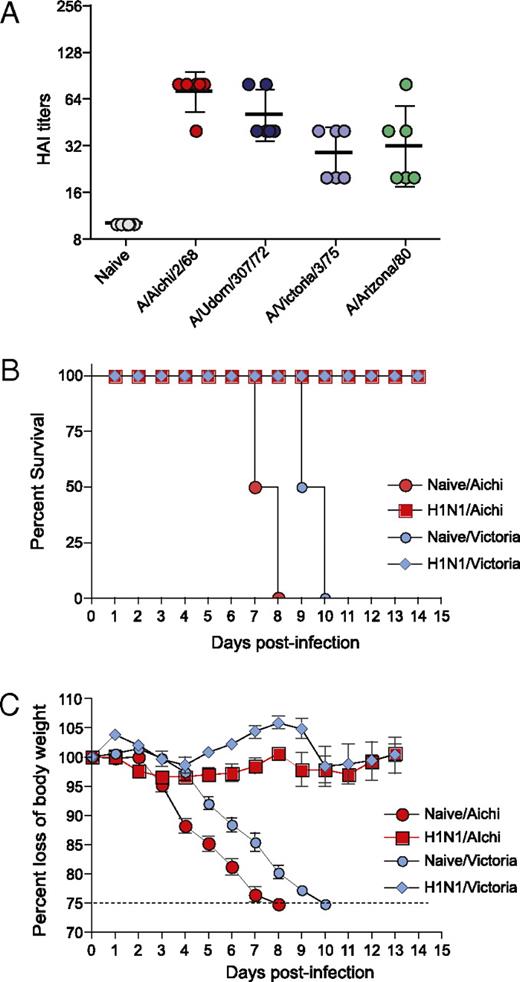 FIGURE 4. Exposure to A/California/04/09 induces heterosubtypic cross-reactivity and protective immunity against H3N2 influenza viruses. We infected cohorts of BALB/c/ mice sublethally with live mouse-adapted swine-origin A/CA/04/2009, collected their sera 1 mo postinfection, and tested their ability to cross-react with a panel of H3N2 viruses, using HAI assay (A). We then challenged these animals with 3 × LD50 mouse-adapted H3N2 viruses, A/Aichi/2/68 or A/Victoria/3/75, and monitored them for survival (B) and signs of morbidity (C), as reflected in the body weight changes up to 14 d postchallenge. The graphs represent the mean ± SD of five mice per group.