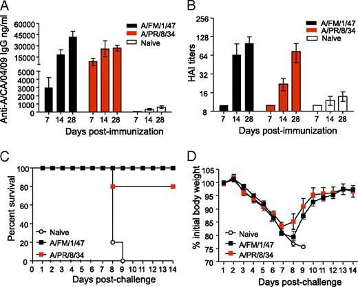 FIGURE 5. Vaccination with inactivated A/FM/1/47 or A/PR/8/34 virus induces robust Ab responses and protective immunity against A/CA/04/2009. We immunized cohorts of BALB/c mice with 10 μg (1800 HA units) of formalin-inactivated A/FM/1/47 or A/PR/8/34 influenza virus. We collected their sera at days 7, 14, and 28 postimmunization and determined the A/California/04/09-specific ELISA (A) and HAI titers (B). Naive, unimmunized mice served as negative controls. The results are the average of two independent experiments, and error bars represent SEM. One month following immunization, we challenged them by intranasal infection with 3 × LD50 of live mouse-adapted A/California/04/09 virus. Postchallenge, the survival rates (C) and body weight changes (D), indicative of morbidity, were monitored for 14 d. The graphs represent the mean ± SEM of five mice per group at each time point.