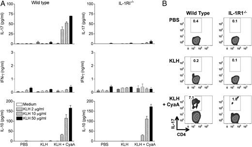 FIGURE 6. CyaA drives IL-1β-dependent induction of Th17 cells. WT and IL-1RI−/− mice (n = 5) were immunized with KLH (5 μg), KLH + CyaA (1 μg), or PBS. A, After 7 d, popliteal lymph node cells were restimulated with KLH (2–50 μg/ml) for 3 d. IL-17, IFN-γ, and IL-10 production was measured in supernatants by ELISA. Results are mean ± SE for triplicate cultures and are representative of two independent experiments. B, Lymph node cells were cultured with KLH (10 μg/ml) for 5 d followed by restimulation with PMA (10 ng/ml) and ionomycin (1 μg/ml) in the presence of brefeldin A (5 μg/ml) for 5 h before staining for surface CD3 and CD4 and intracellular IL-17. Cells were first gated on the lymphocyte population on the basis of forward scatter and side scatter and then on CD3. The dot plots represent IL-17 versus CD4 expression on the CD3+ population. Results are representative of three independent experiments.