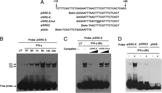 FIGURE 4. The 5′ eISRE, not ISRE2 or GAS, binds to the IFN-γ–induced nuclear proteins. A, Biotin-labeled probes or competitors used in EMSA are illustrated. B, Nuclear extracts from HepG2 cells treated with 1000 U/ml IFN-γ for the indicated times were analyzed by EMSA with the pISRE-E probe. The arrows indicate specific DNA–protein complexes induced by IFN-γ and the free probe. C, Competitive EMSA was performed with 5- or 25-fold molar excess of wild-type competitor (cISRE-E) or mutant competitor (cISRE-Emut) to determine the binding specificity. D, Nuclear extracts from HepG2 cells treated with 1000 U/ml IFN-γ for 6 h, and EMSA was performed with probe pISRE-E, pISRE2, and pGAS, respectively.