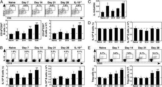 FIGURE 1. B10 cell and Treg numbers increase during EAE. A, CD1dhighCD5+ B cell frequencies and numbers increase during the course of EAE. Splenocytes were isolated from mice before and 7, 14, 21, or 28 d after MOG35–55 immunization and analyzed for CD1d, CD5, and CD19 expression by immunofluorescence staining with flow cytometry analysis. Representative results demonstrate the frequency of CD1dhighCD5+ B cells within the indicated gates among total CD19+ B cells. Bar graphs indicate mean (±SEM) percentages and numbers of CD1dhighCD5+ B cells. B, IL-10+ B10 cell frequencies and numbers increase during the course of EAE. Splenocytes were cultured with L + PIM for 5 h, stained with CD19 mAb, permeabilized, and stained using IL-10 mAb with flow cytometry analysis. Representative results demonstrate the frequency of IL-10–producing cells within the indicated gates among total CD19+ B cells. Bar graphs indicate mean (±SEM) percentages and numbers of B cells that produced IL-10. C, B cell IL-10 transcript expression during EAE. RNA was isolated from splenic CD19+ B cells purified from mice before and 7, 14, 21, or 28 d after MOG35–55 immunization by MACS beads (purities >99%). Values represent relative mean IL-10 transcript levels normalized to GAPDH transcript levels (±SEM) as quantified by real-time RT-PCR analysis. D, CFA immunization does not affect IL-10+ B10 cell frequencies or numbers. Spleen B10 cell frequencies were examined before and after immunization with CFA emulsified in an equal volume of PBS, as outlined in B. E, CD4+CD25+FoxP3+ T cell frequencies and numbers increase during the course of EAE. Splenocytes were stained with CD4 and CD25 mAbs, permeabilized, and stained using FoxP3 mAb with flow cytometry analysis. Representative results demonstrate the frequency of CD4+CD25+FoxP3+ T cells within the indicated gates among total CD4+ T cells. Bar graphs indicate mean (±SEM) percentages and numbers of CD4+CD25+FoxP3+ T cells. A–E, Bar graphs indicate results from one of two independent experiments with ≥5 mice in each group. Horizontal dashed lines are provided for reference to naive mice. Significant differences between means of naive and immunized mice are indicated; *p < 0.05; **p < 0.01.