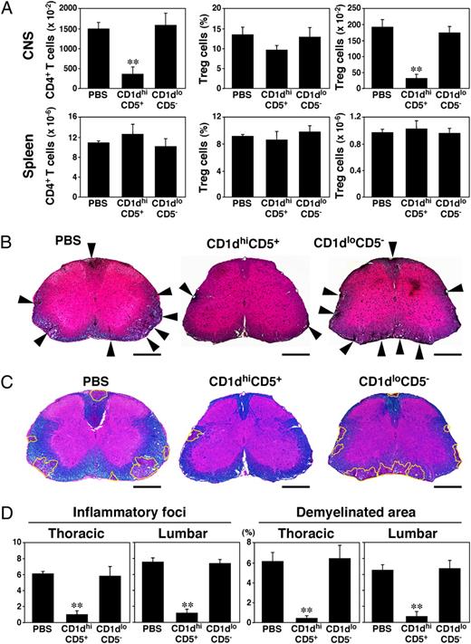 FIGURE 6. Treg and leukocyte infiltration into the CNS following the adoptive transfer of B10 cells. Wild-type recipient mice were given PBS, or either CD40/LPS-stimulated CD1dhighCD5+ or CD1dlowCD5− B cells from mice with EAE (day 28) 1 d before MOG35–55 immunizations, as in Fig. 5C. A, Mononuclear cells within CNS tissues or spleen 18 d after MOG35–55 immunizations. Bar graphs indicate mean (±SEM) numbers of CD4+ T cells or frequencies/numbers of CD4+CD25+FoxP3+ Tregs among total CD4+ T cells (n ≥ 5 mice per group). Significant differences between groups of mice receiving CD1dhighCD5+ B cells or PBS are indicated; **p < 0.01. Similar results were obtained in at least two independent experiments. B–D, EAE histopathology following the adoptive transfer of B10 cells. Representative lumbar spinal cord sections were harvested 18 d after MOG35–55 immunizations (n ≥ 5 mice per group) with B, inflammation (H&E staining) and C, demyelination (Luxol Fast Blue staining) demonstrated. Scale bar is 0.5 mm. B, Arrowheads indicate inflammatory foci. C, Yellow traced areas indicate demyelination. D, Bar graphs indicate mean (±SEM) numbers of inflammatory foci and percentages of spinal cord sections that were demyelinated, with significant differences between groups of mice receiving CD1dhighCD5+ B cells or PBS indicated; **p < 0.01. Similar results were obtained in at least two independent experiments.