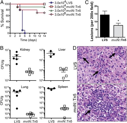 FIGURE 1. F. tularensis LVS mviN mutant is attenuated in vivo. A, WT (n = 10/group) mice were injected i.p. with the indicated amount of F. tularensis LVS (LVS) or the mviN mutant (mviN::Tn5) and survival monitored. Data are representative of five independent experiments at the 3 × 104 infective dose, each involving a minimum of five mice per group. B, Three days postinfection with 3 × 104 CFU LVS or the mviN mutant, organs were harvested, homogenized, and dilutions plated for enumeration of CFU (n = 3–5 mice per group). C, Number of lesions per ×200 field of H&E-stained liver sections from WT mice 3 d postinfection with either LVS or the mviN mutant were scored; n = 5 mice/group (three random fields were examined per mouse). D, Representative H&E-stained sections (original magnification ×200) of liver from WT mice 3 d postinfection with either LVS or the mviN mutant. Arrows indicate necropurulent foci. *p = 0.016.