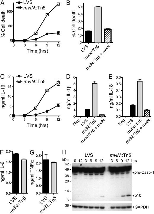 FIGURE 2. Mutation of F. tularensis LVS mviN results in enhanced Mϕ cytotoxicity and caspase 1 activation. A–E, LPS-primed WT Mϕs were infected with F. tularensis LVS (LVS), the mviN mutant (mviN::Tn5), or the complemented mviN mutant (mviN::Tn5 + mviN) at an MOI of 50:1. Supernatants were collected 9 h postinfection (B, D, E) or as indicated (A, C). Cytotoxicity was measured by LDH release and expressed as a percentage of LDH release by Triton X-100 detergent (A, B). IL-1β secreted into supernatants was measured by ELISA (C–E). F and G, Unprimed WT Mϕs were infected with LVS or the mviN mutant for 9 h; IL-6 and TNF-α released into the supernatant was measured by ELISA. H, Lysates from LPS-primed WT and caspase 1-deficient Mϕ (lane with caspase 1−/− Mϕs lysate is marked with *) infected with LVS or the mviN mutant (50:1 MOI) for the indicated times were immunoblotted with Abs against the p10 subunit of caspase 1 or GAPDH. Results are representative of two (B, F, G) and three (A, C–E, H) separate experiments.
