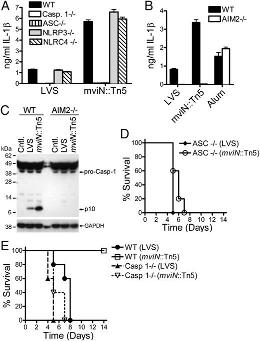FIGURE 3. mviN limits Francisella-induced AIM2 inflammasome activation. A and B, LPS-primed Mϕs from WT, caspase 1-, ASC-, NLRP3-, NLRC4-, and AIM2-deficient mice were infected with either F. tularensis LVS (LVS) or the mviN mutant (mviN::Tn5) at a 50:1 MOI or challenged with Alum (500 μg/ml). Supernatants were collected at 9 h and IL-1β release measured by ELISA. Results are representative of two (A) and five (B) separate experiments. C, Lysates from LPS-primed WT and AIM2-deficient Mϕs infected with LVS or the mviN mutant for 9 h were immunoblotted with Abs against the p10 subunit of caspase 1 or GAPDH. Results are representative of two separate experiments. D and E, WT, caspase 1-, or ASC-deficient mice (n = 5/group) were infected i.p. with 1 × 105 CFU LVS or the mviN mutant and survival monitored.